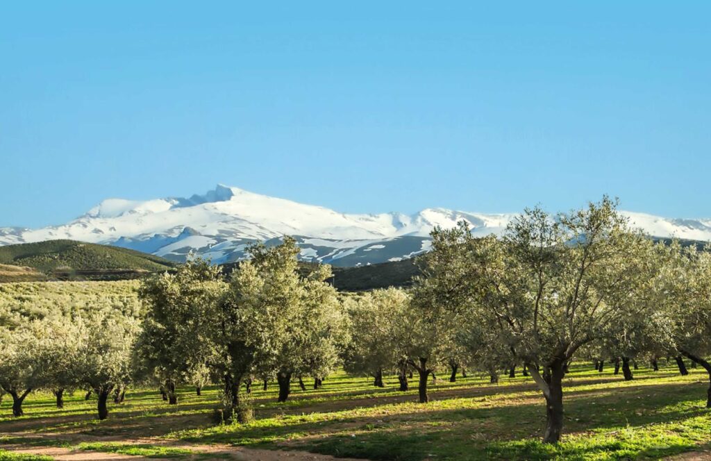 LA DIPUTACIÓN FINANCIA PROYECTOS PARA EL DESARROLLO DEL MUNDO RURAL
