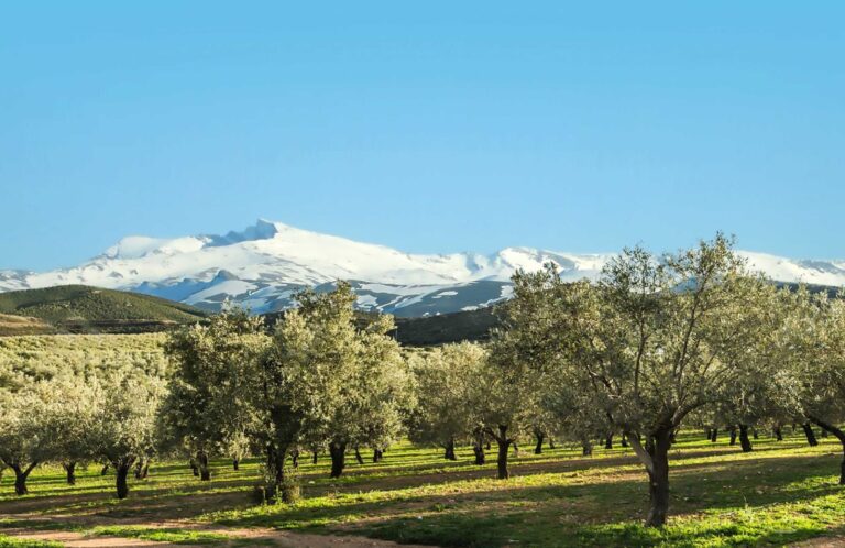 LA DIPUTACIÓN FINANCIA PROYECTOS PARA EL DESARROLLO DEL MUNDO RURAL