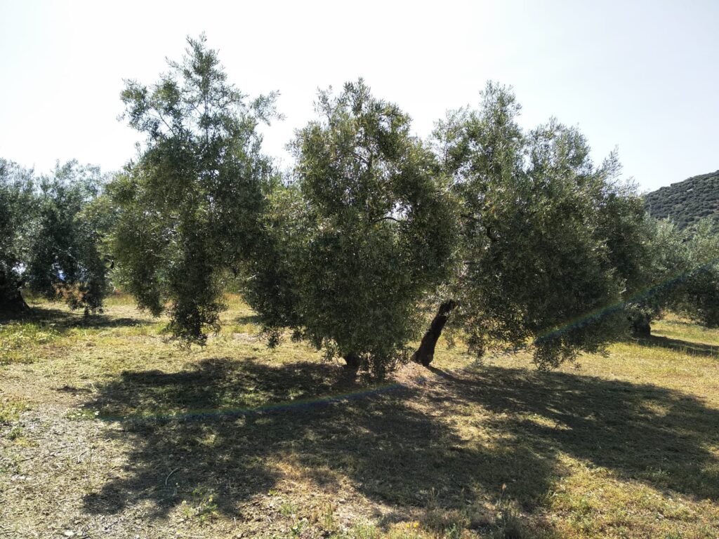 Cooperativas Agroalimentarias de Granada prevé una pérdida del 51% en la producción de aceite para la próxima campaña