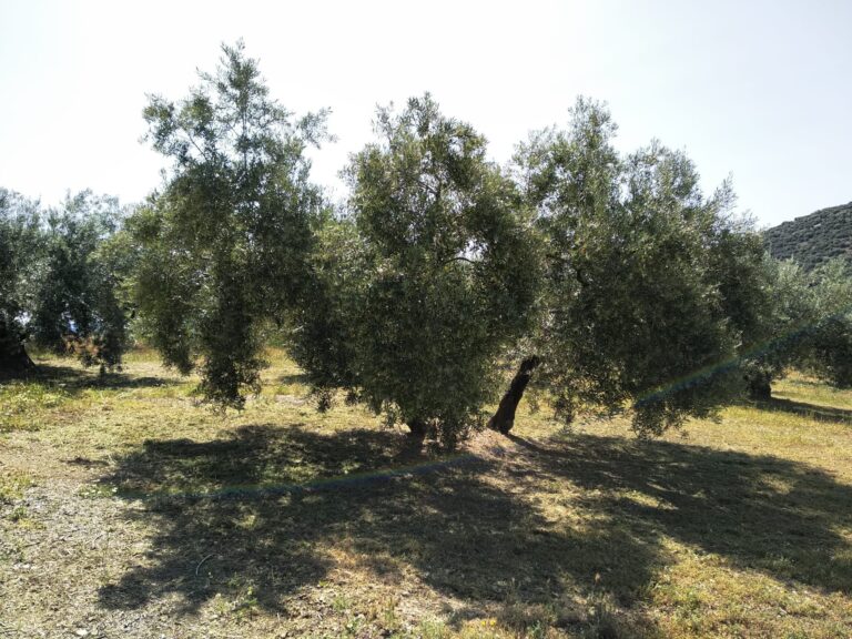 Cooperativas Agroalimentarias de Granada prevé una pérdida del 51% en la producción de aceite para la próxima campaña