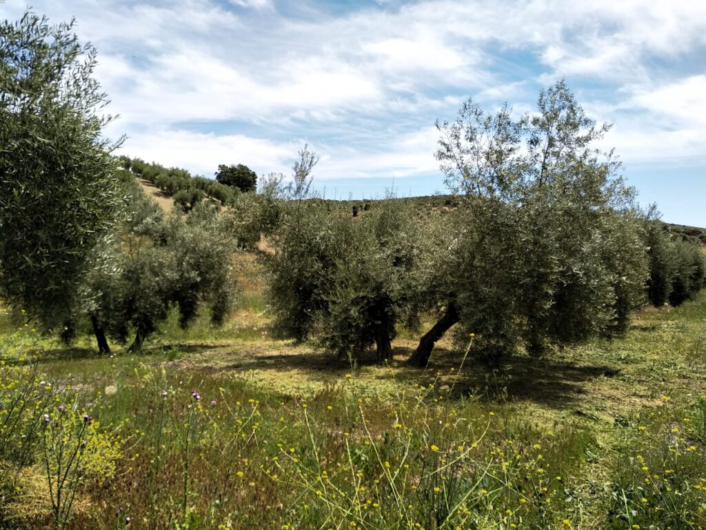 Proponen aplicar técnicas ecológicas en el olivar en pendiente para mejorar su rentabilidad