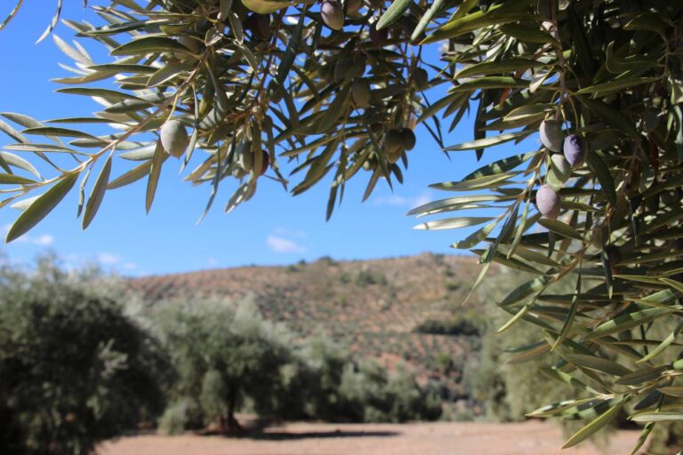 Los efectos del cambio climático elevan la siniestralidad en la actividad agraria