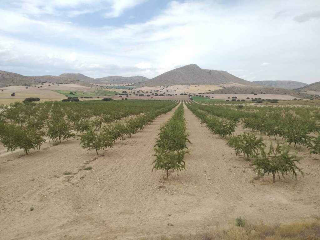 Los frutales y la almendra de Granada recibirán las ayudas más altas por la sequía
