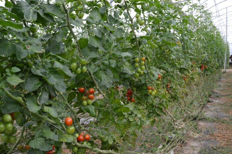 Un proyecto plantea el uso de desechos del tomate para mejorar la calidad de su cultivo