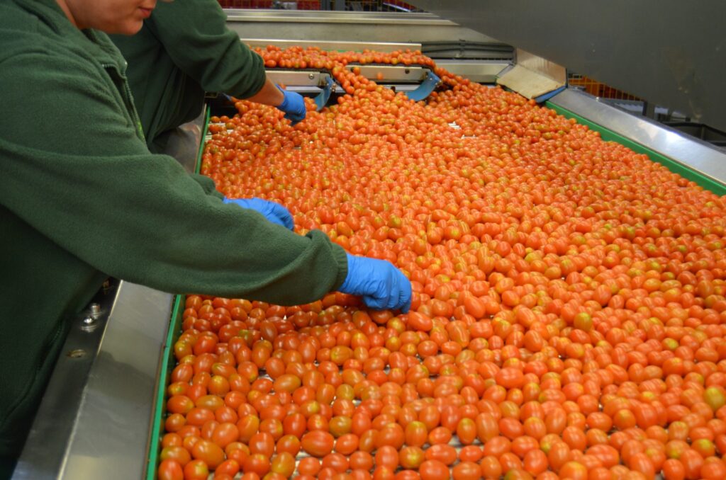 Granada registra casi 300 desempleados menos en el sector agrícola en 2023