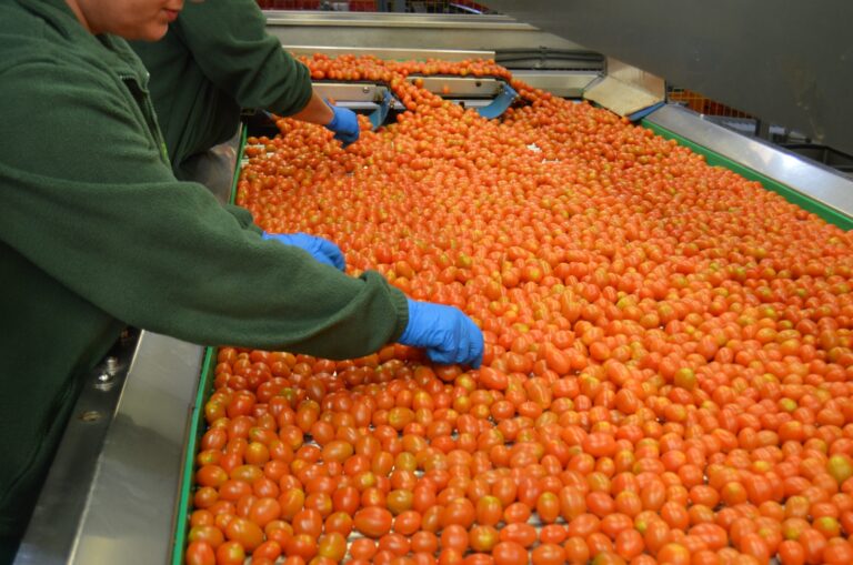 Granada registra casi 300 desempleados menos en el sector agrícola en 2023