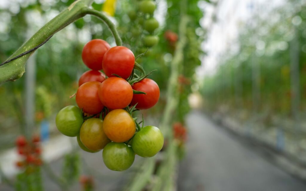 Preocupación en el sector de frutas y hortalizas ante el “alarmante” desarrollo de la campaña de primavera