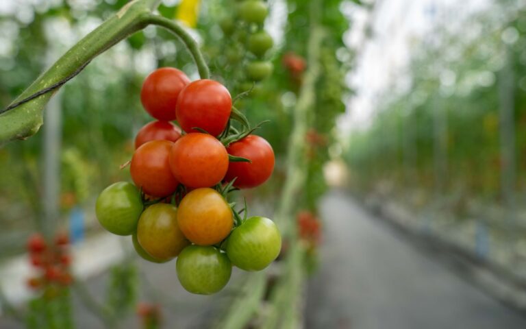 Preocupación en el sector de frutas y hortalizas ante el “alarmante” desarrollo de la campaña de primavera