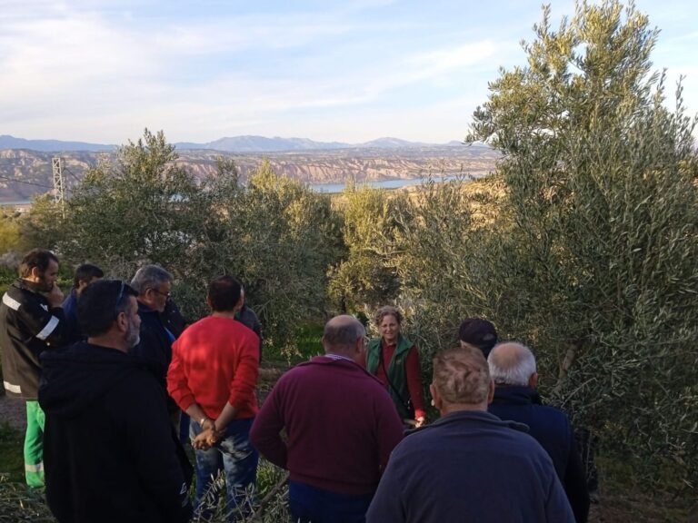 Agricultores de Iznalloz, Freila y Villanueva Mesía aprenden técnicas de poda de olivar