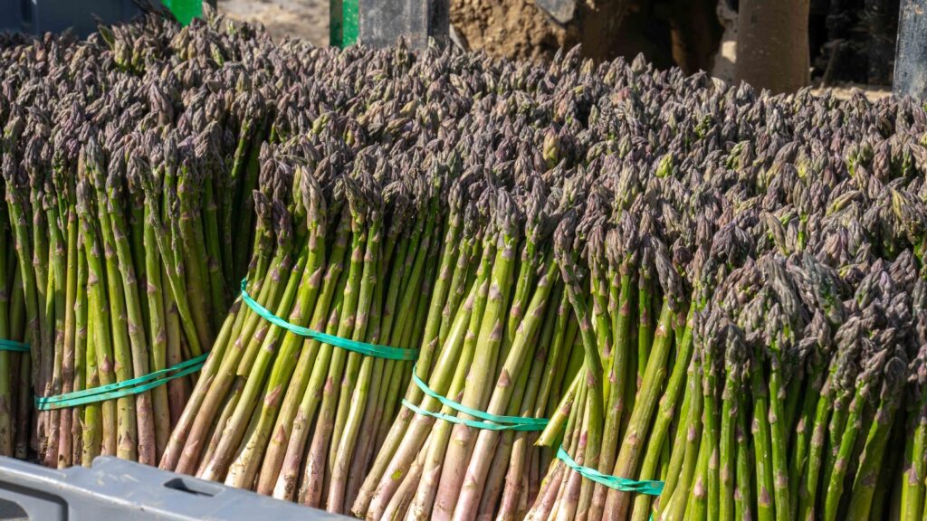Alcampo comprará a los productores granadinos más de 335 toneladas de espárragos en 2024