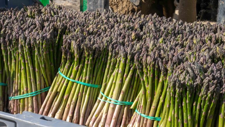Alcampo comprará a los productores granadinos más de 335 toneladas de espárragos en 2024