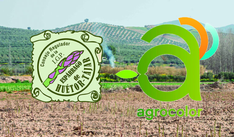 La IGP Espárrago de Huétor Tájar externaliza en Agrocolor su certificación