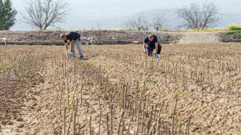 Los trabajadores agrarios se beneficiarán de la reducción de las jornadas para acceder al subsidio o renta agraria