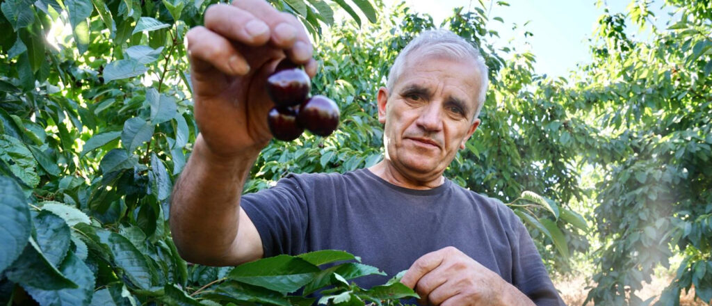 La campaña de la cereza supera su ecuador con buenas cifras, calidad excepcional y un calibre récord