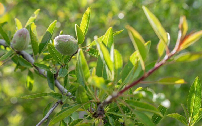Instan a consumir solo almendra de origen español tras los reiterados problemas de toxicidad de la almendra americana importada