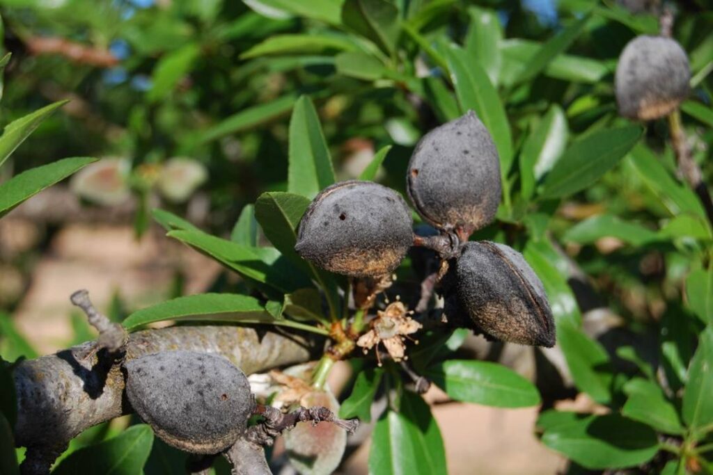 El sector de la almendra, en alerta por la aparición de la avispilla