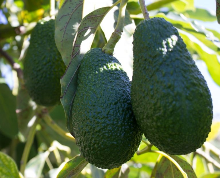 Las exportaciones de aguacate andaluz superan los 185 millones de euros