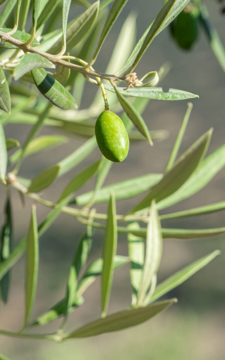 Un proyecto plantea aprovechar la hoja del olivo como ingrediente alimentario y aceite funcional