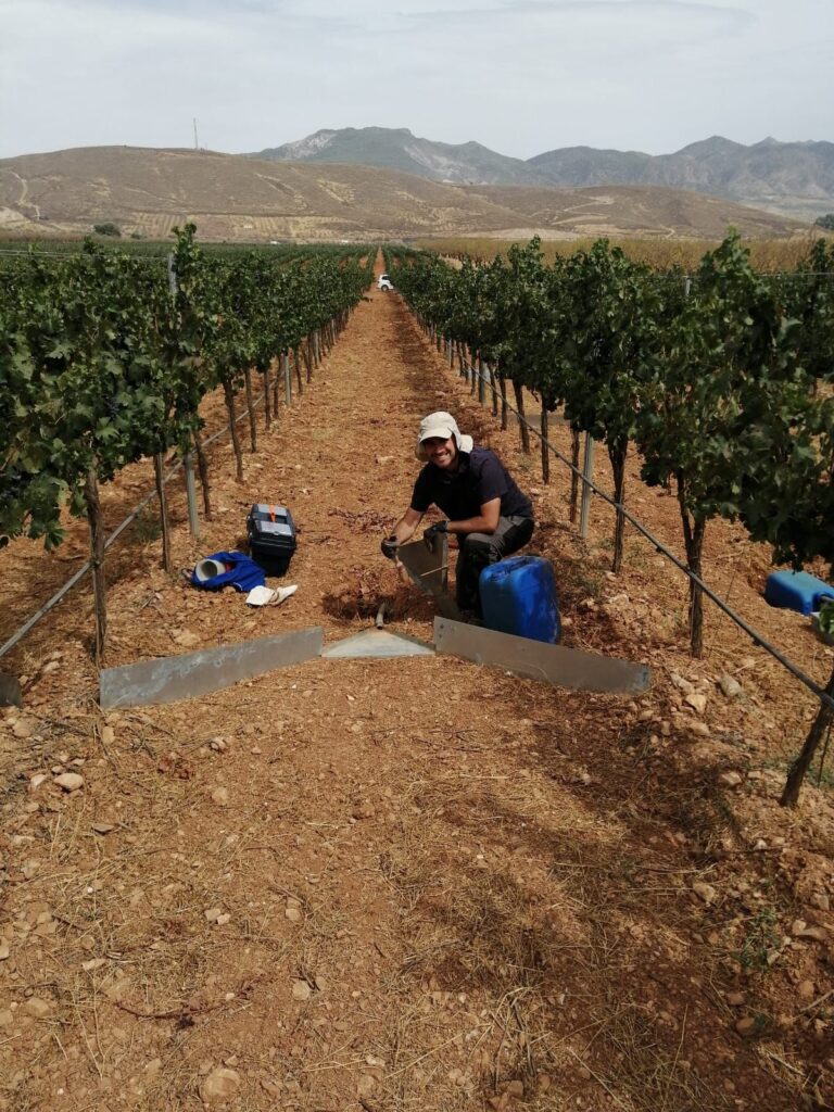 Investigadores trabajan con IA y experimentación en campo para crear una herramienta que gestione el suelo en el viñedo