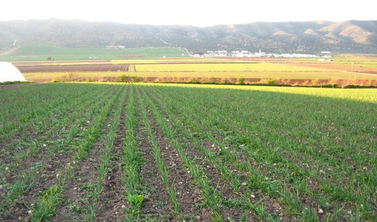 Andalucía aumenta su superficie ecológica un 88% hasta los 1,5 millones de ha
