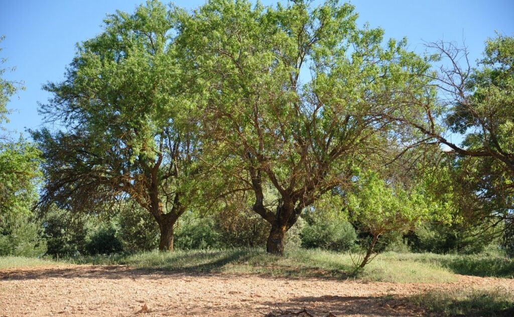 Los productores de almendra de Granada prevén una mala cosecha