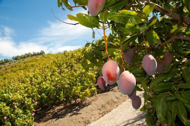 La falta de agua marca la previsión de cosecha de fruta tropical en España