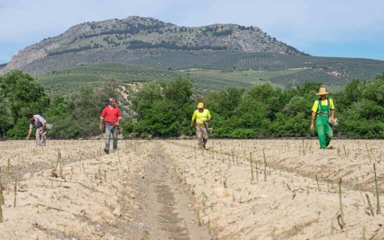 El espárrago verde de Granada también en septiembre: las cooperativas trabajan en la campaña de “verdeo”