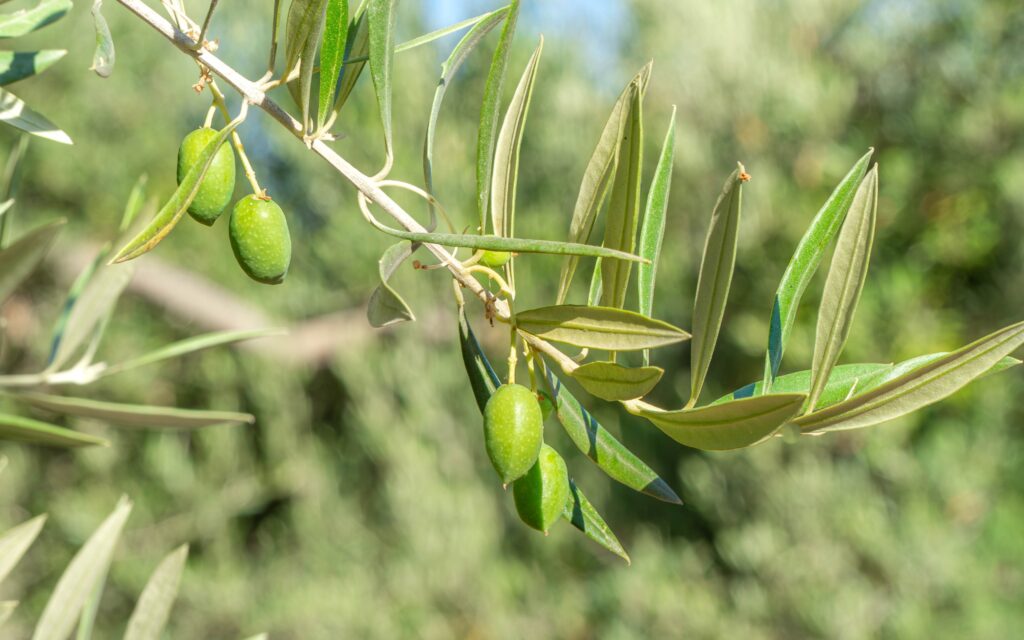 Las cooperativas creen posible que la disponibilidad de aceite de oliva no cubra la demanda