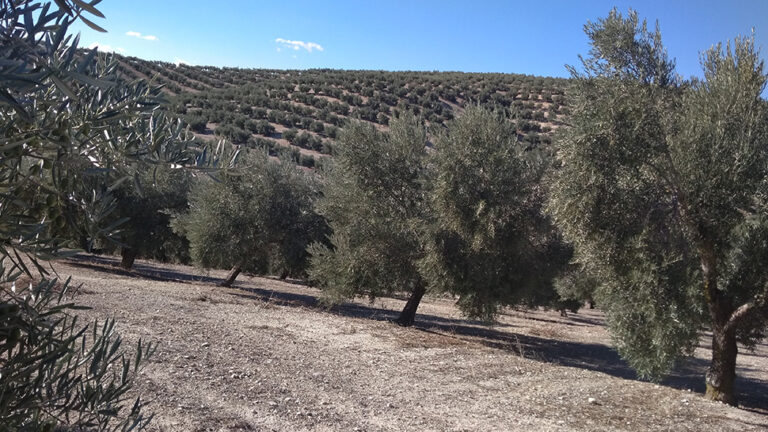 Un proyecto pionero evaluará la huella hídrica y de carbono de las cooperativas agroalimentarias