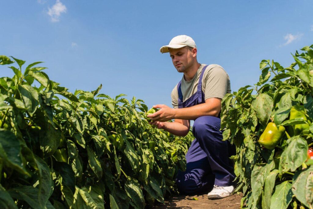 Abierto el plazo de presentación de solicitudes de ayudas para jóvenes agricultores