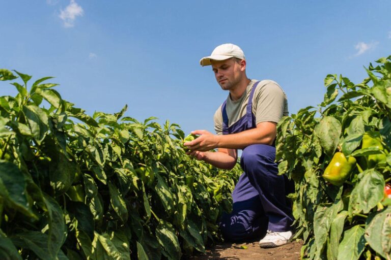 Abierto el plazo de presentación de solicitudes de ayudas para jóvenes agricultores