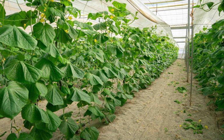 Vuelve la iniciativa “Es de Invernadero” para difundir la calidad de la producción sostenible de frutas y verduras