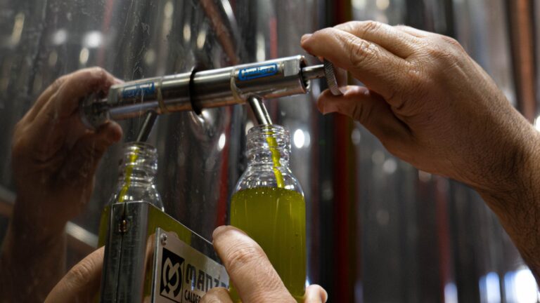 46 cooperativas olivareras de Granada trabajan ya a pleno rendimiento en la campaña del aceite