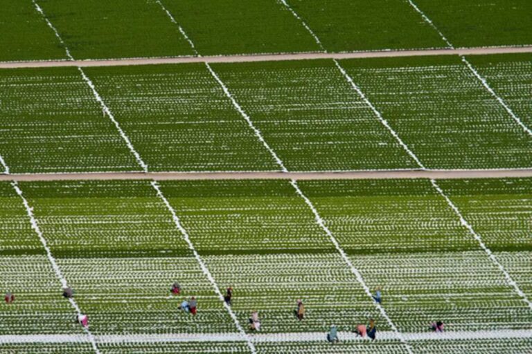 El Ministerio de Agricultura concede cerca de 40 millones de euros para la integración de cooperativas agroalimentarias