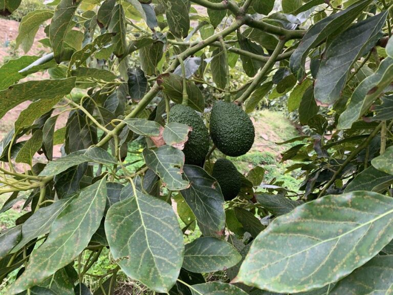 Asesoramiento gratuito para explotaciones con producción ecológica