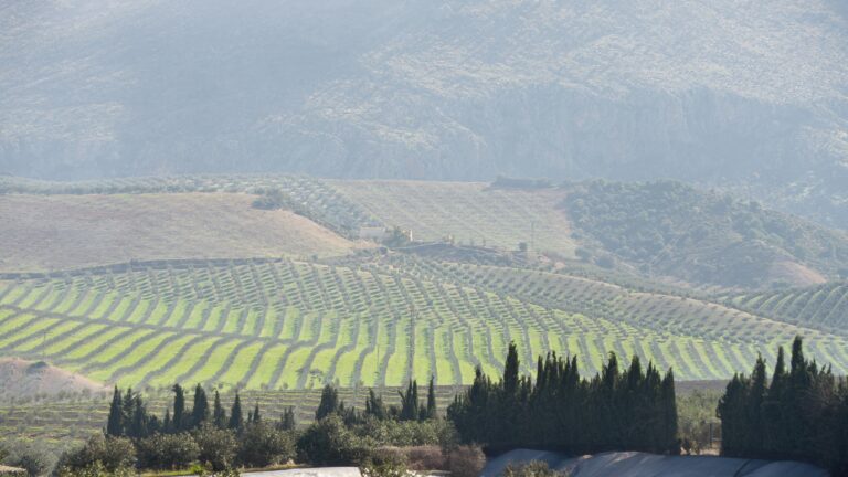 Los pagos de las ayudas directas de la Política Agraria Común de la campaña 2024 alcanzan los 3.665 millones de euros