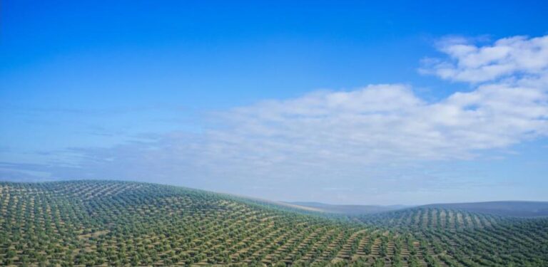 Las cooperativas agroalimentarias estiman que la producción de aceite de oliva alcanzará 1,2 millones de toneladas al final de la campaña