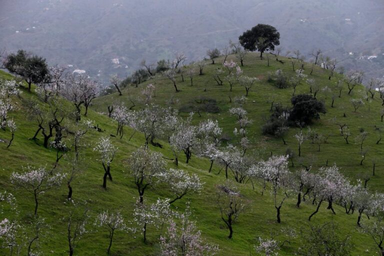 El precio de la almendra remonta con fuerza gracias al aumento de la demanda en Europa