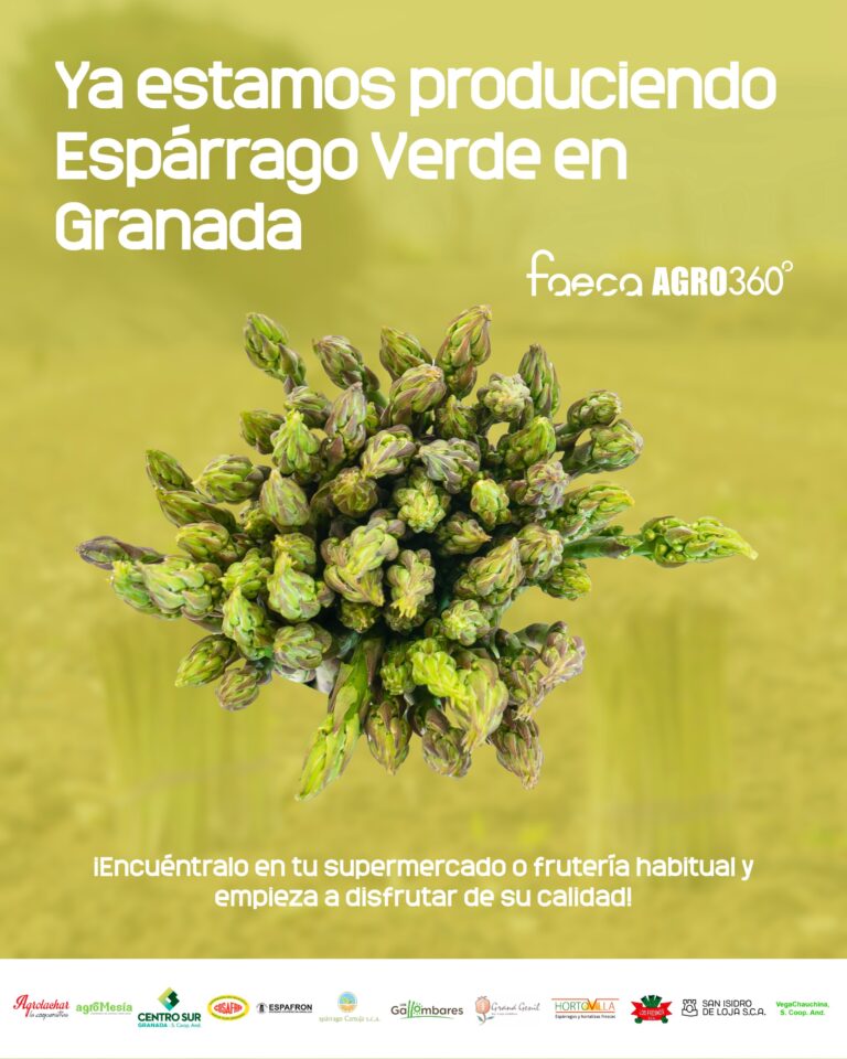 Granada ya produce espárrago verde a pleno rendimiento: líder en Europa con 35 millones de kilos de previsión