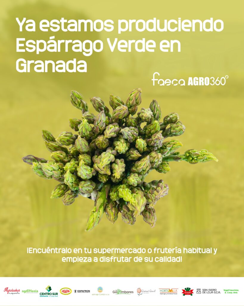 Granada ya produce espárrago verde a pleno rendimiento: líder en Europa con 35 millones de kilos de previsión