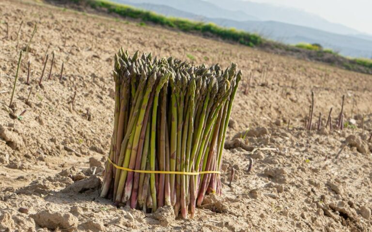  Arranca la recogida del espárrago verde con IGP de Huétor Tájar: intenso, inconfundible y 100% granadino