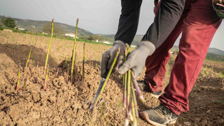 Raíces de sabor: el camino hacia la excelencia de los productos con IGP de la provincia de Granada