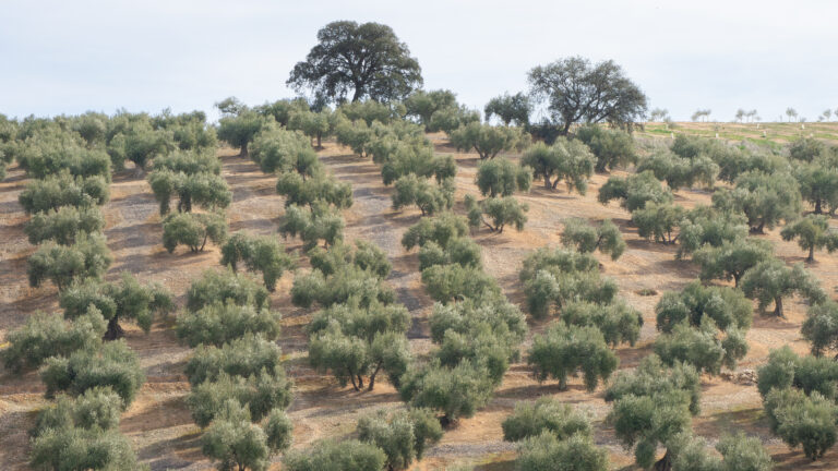 Más del 65% del aceite de oliva español se produce en empresas cooperativas