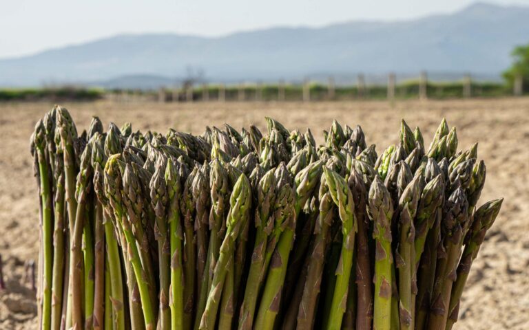 El secreto del éxito del espárrago verde español: el papel clave de la interpofesional 