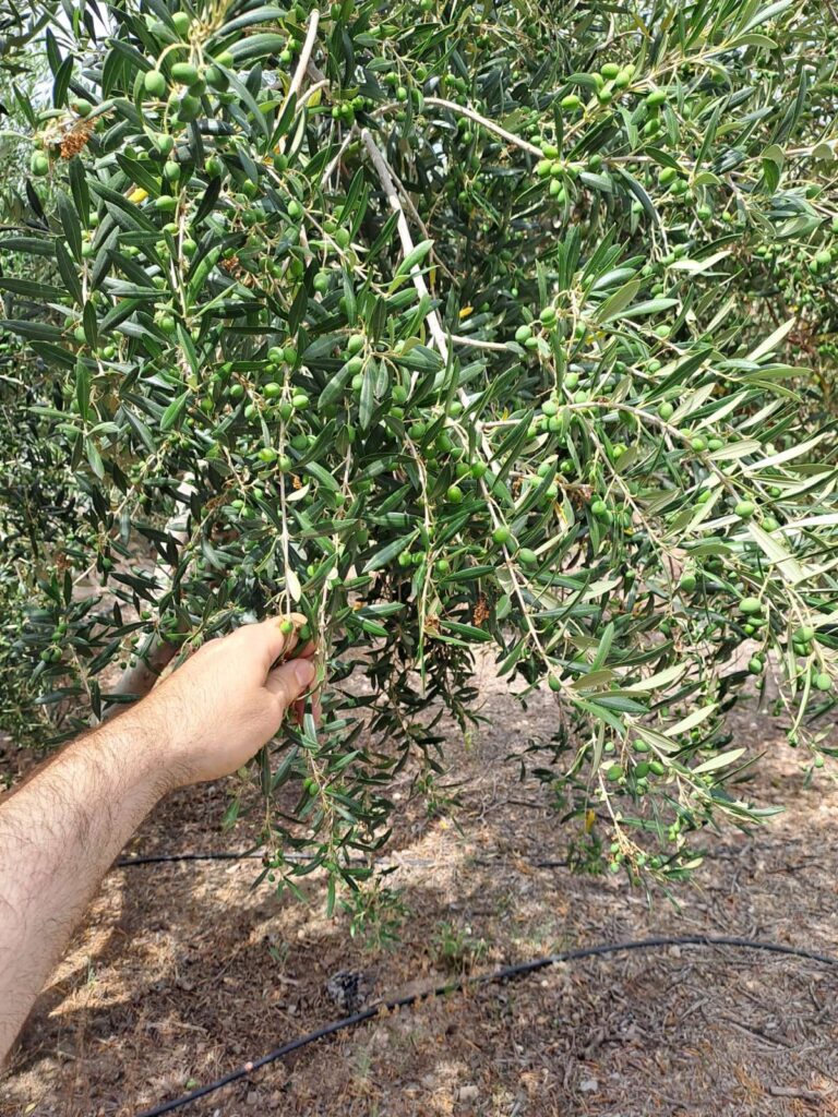 Hidroinfiltrador: un dispositivo innovador que viene a revolucionar el uso de agua en el olivar