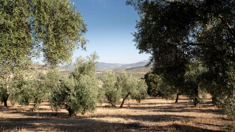 FAECA denuncia que la reforma de la PAC anunciada por la UE desmantela el modelo agrícola de la provincia