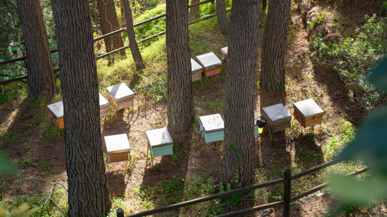 Diagnóstico exprés en colmenas: Granada avanza hacia un sistema pionero para detectar enfermedades en abejas