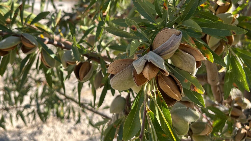 12 cooperativas de la provincia inician la campaña de la almendra con una previsión total de casi 10.000 toneladas