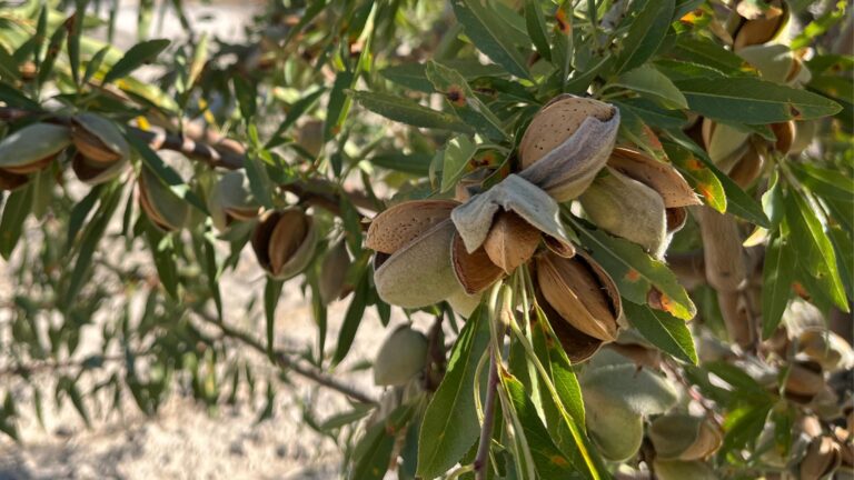 12 cooperativas de la provincia inician la campaña de la almendra con una previsión total de casi 10.000 toneladas