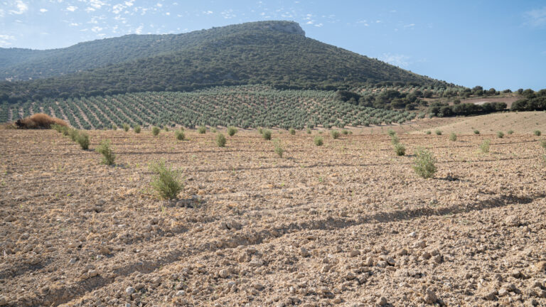 La falta de lluvias y las altas temperaturas reducen las expectativas de producción de aceite de oliva a 1,3 millones de toneladas en la campaña 2025-26